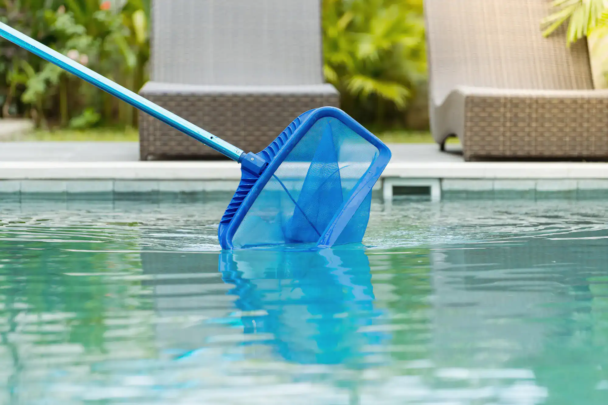 A blue pool skimmer net is being used to clean the surface of a swimming pool, with two brown lounge chairs and green plants visible in the background.